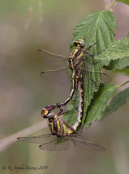 Gomphurus hybridus, mating pair